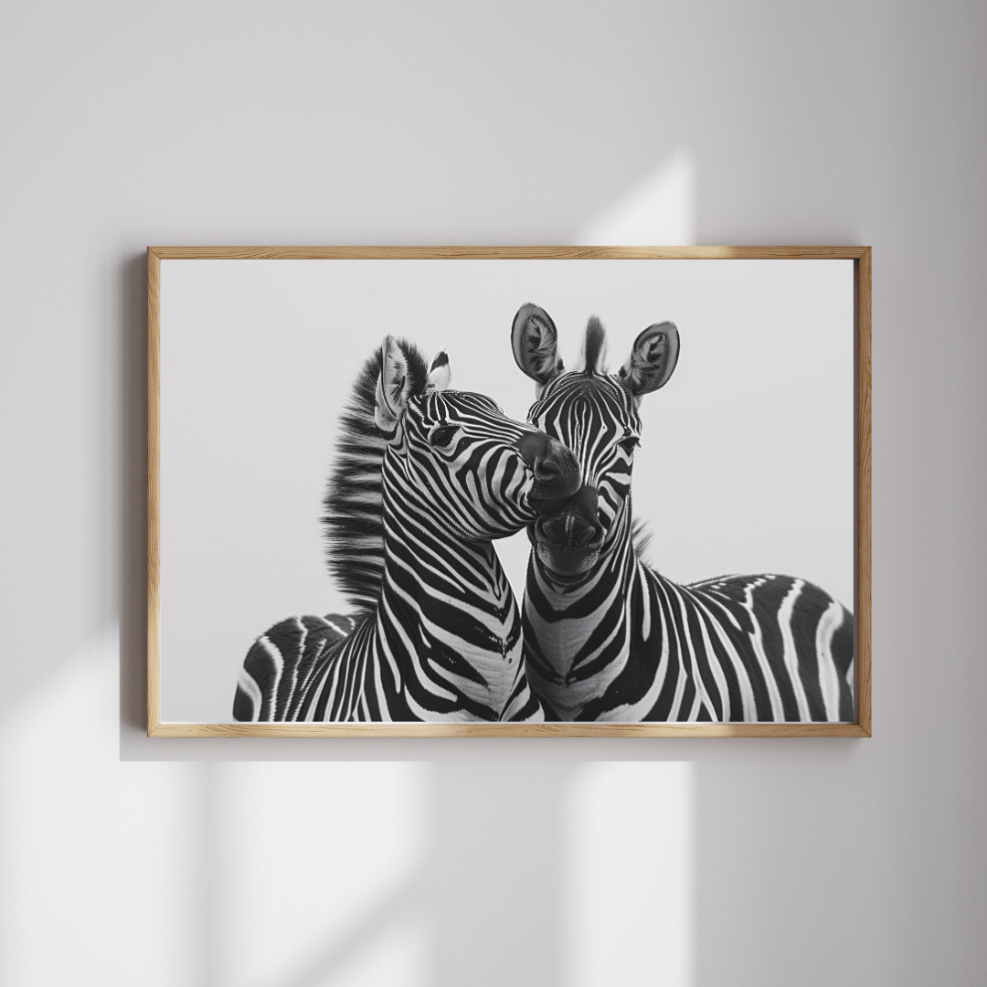 "Zebra Affection – A Tender Moment Between Two Zebras"